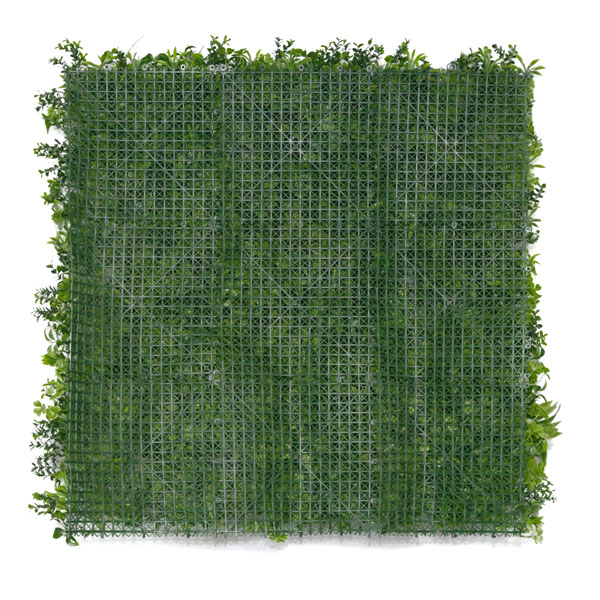 murs végétaux liseron
